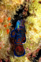 A beautiful picture of a mandarin fish