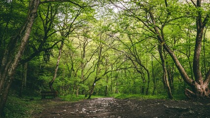 Obraz premium The amazing cliffs of Cheile Turzii in Romania