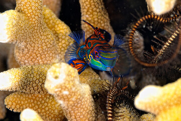 A beautiful picture of a mandarin fish