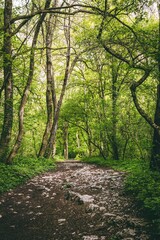 The amazing cliffs of Cheile Turzii in Romania