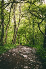 Obraz premium The amazing cliffs of Cheile Turzii in Romania