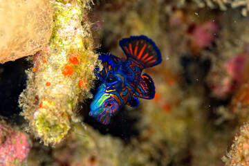 A beautiful picture of a mandarin fish