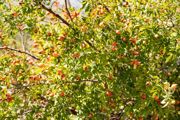 Rose hips on the bushes in the form of an abstract background
