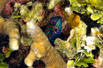 A beautiful picture of a mandarin fish