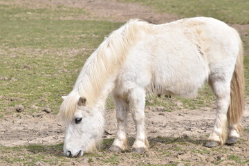 Horses and Donkeys at the animal sanctuary.