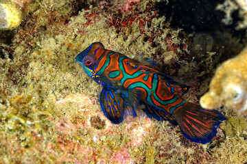 A beautiful picture of a mandarin fish