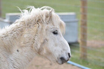 Fototapeta premium Horses and Donkeys at the animal sanctuary.