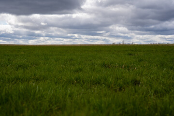 landscape with green grass and blue clouds