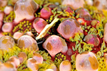 A picture of a starfish shrimp