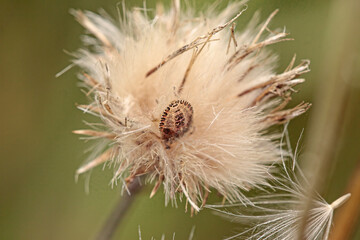 Tick hidden in a dandelion