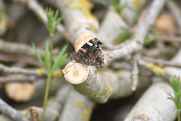 Butterflies resting on fallen branches and logs in the forest.