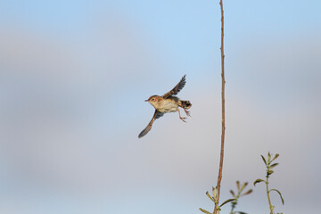 Birdie in flight