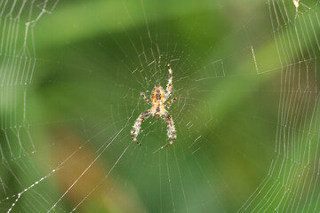 Spider an wev macro