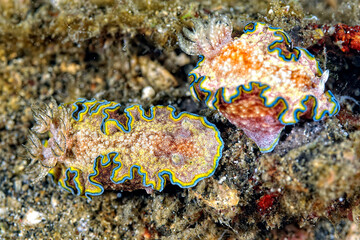 The beautiful colors of nudibranches