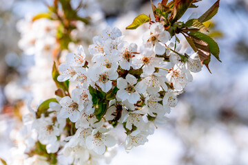 Kwitnąca wiśnia wiosną, piękne świeże, białe kwiaty z bliska - obrazy, fototapety, plakaty