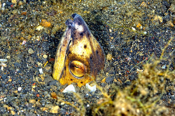 A detail of a black pitted snake eel