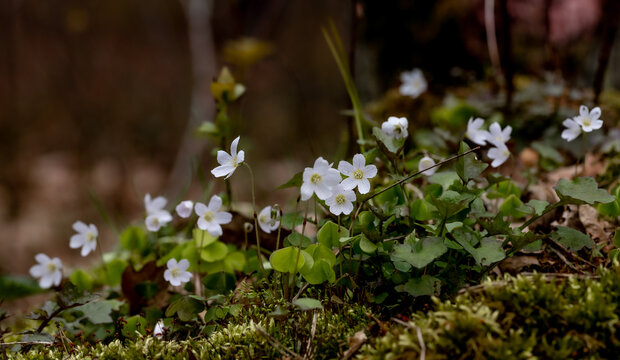 Szczawik zajęczy kwiaty rosnące w lesie, runo leśne