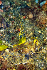 A picture of a fingered dragonet
