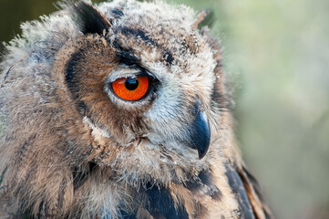 A close up of a european eagle owl perched and staring forward