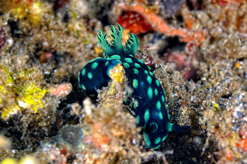 The beautiful colors of nudibranches