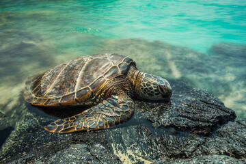 Hawaiian Green Sea Turtle 
