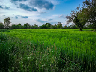 Countryside landscape background with green field