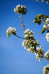 Weiße Blüten mit blauem Himmel