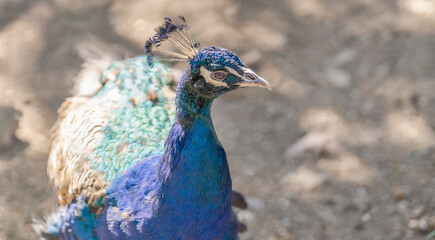 Close up of a female peacock looking around