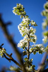 Weiße Blüten mit blauem Himmel