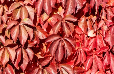 rötliche Blätter wilder Wein im Herbst vor blauem Himmel