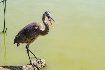 Great gray heron (Ardea cinerea) stands with an open beak on a stone in a lake