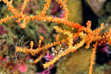 A picture of a many spotted sweetlips