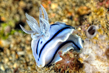 The beautiful colors of nudibranches