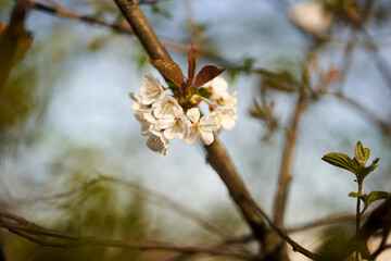 Nahaufnahme wei&szlig;e Bl&uuml;ten am Ast