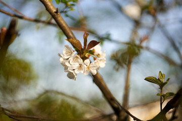 Nahaufnahme weiße Blüten am Ast