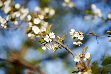 Nahaufnahme weiße Blüten am Ast