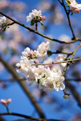 Weiß rosa Blüten mit blauem Hintergrund