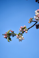 Wei&szlig; rosa Bl&uuml;ten mit blauem Hintergrund