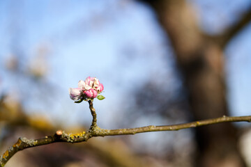 Einzelne Knospe am Ast