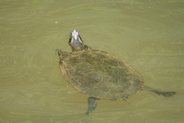Turtle sunning on the water
