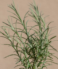 Roślina kocanka włoska Helichrysum italicum. Inne popularne nazwy to włoski kwiat słomy i...