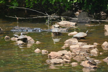 Turtle sunning on the water