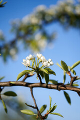 Wei&szlig;e Bl&uuml;ten mit blauem Himmel