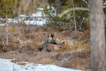 Fighting display male Capercaillie - Tetrao urogallus - forest in Norway
