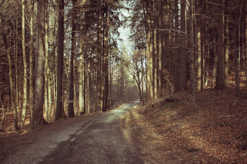 Naklejka premium Path in the mountain woods with no people