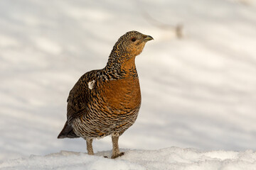 Female western capercaillie - Tetrao urogallus - standing on snow at the lek site in Norway