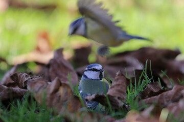 Blue tit