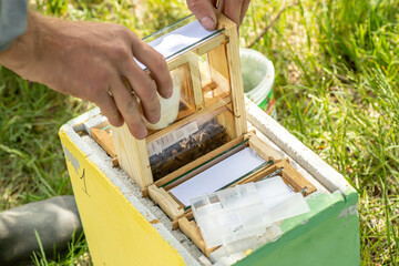 Beekeeper holding a small Nucleus with a young queen bee. Breeding of queen bees. Beeholes with honeycombs. Preparation for artificial insemination bees. Natural economy. Queen Bee Cages