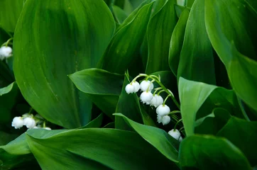 Poster white spring forest flowers lilies of the valley plant close up © Viktoriia Kolosova