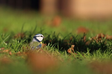 Blue tit